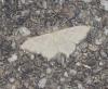 Idaea straminata
